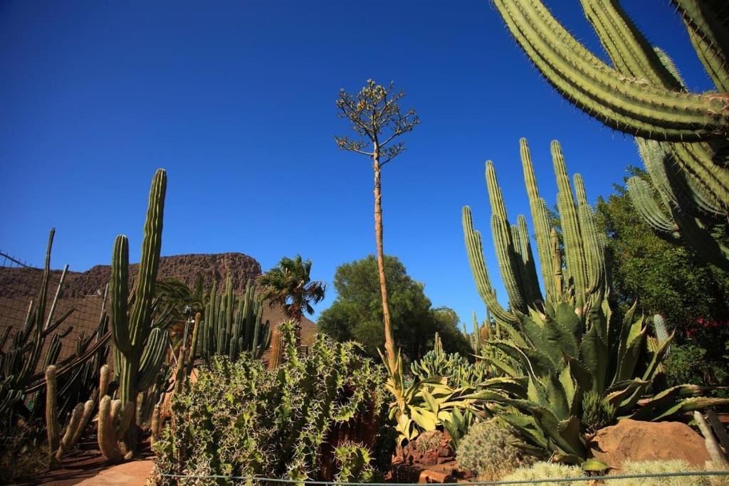 Green Oasis Maspalomas Garden 11 Екстериор снимка